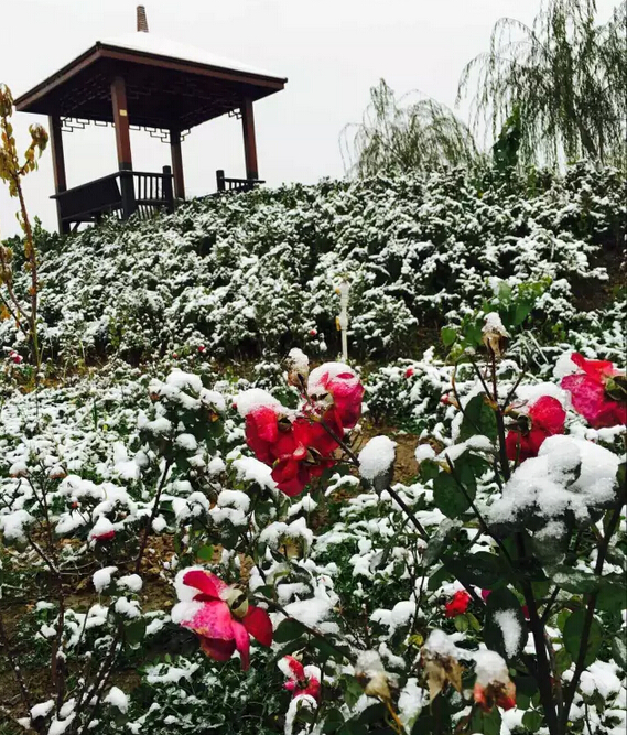 下雪天的躍迪集團(tuán)，咱也跟跟風(fēng)。。。